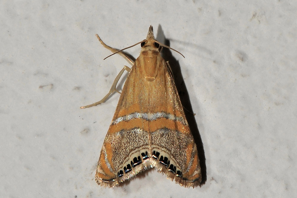Euchromius sp?